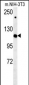 IPO7 Antibody (N-term)